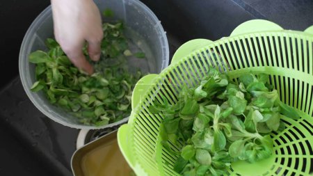 Téléchargez les photos : Lavage des feuilles vertes sur l'évier de la cuisine, préparation de la salade à la main pour le déjeuner - en image libre de droit