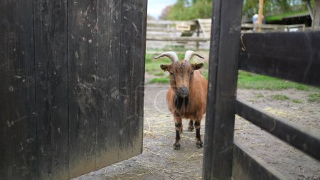 Téléchargez les photos : Une chèvre brune observant la caméra derrière une clôture en bois à l'intérieur d'une petite ferme biologique, en milieu rural - en image libre de droit