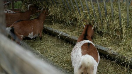 Téléchargez les photos : Chèvres mangeant du foin à la ferme biologique. 3 chèvres à l'agriculture agricole - en image libre de droit