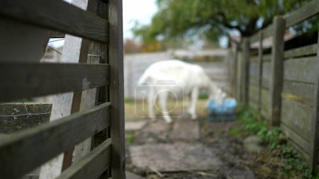 Foto de Ambiente de campo de animal borroso en el fondo comiendo con valla de madera en primer plano. Ambiente agrario - Imagen libre de derechos