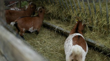 Foto de Animales de cabra comiendo heno en granja orgánica. 3 cabras en la agricultura de tierras de cultivo - Imagen libre de derechos