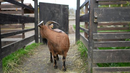 Téléchargez les photos : Curieux chèvre errant dans les terres agricoles, animal brun observant le cadre rural - en image libre de droit
