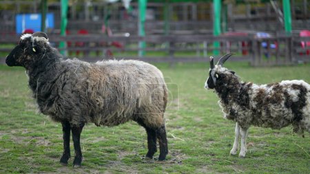 Foto de Dos cabras en la granja, agricultura ecológica - Imagen libre de derechos