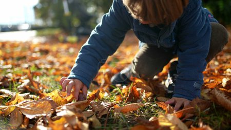 Photo for Child gathers autumn dry leaves from ground. one small boy wearing jacket enjoys fall season, childhood play - Royalty Free Image