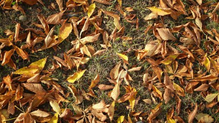 Téléchargez les photos : Nombreuses feuilles d'orange posées sur l'herbe durant la saison automnale au parc - en image libre de droit