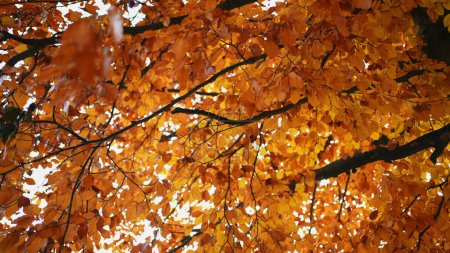Téléchargez les photos : Regardant vers le haut à l'arbre de feuilles orange pendant la saison d'automne - en image libre de droit