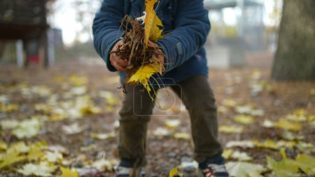 Téléchargez les photos : Un petit garçon ramasse des feuilles jaunes avec les mains pendant la journée d'automne au parc. 3 ans garçon joue par lui-même dans la saison d'automne portant une veste bleue - en image libre de droit