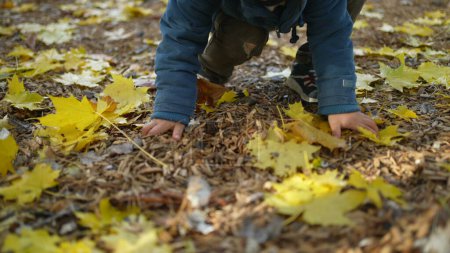 Foto de Un niño pequeño recoge hojas amarillas con las manos durante el día de otoño en el parque. niño de 3 años juega solo en temporada de otoño con chaqueta azul - Imagen libre de derechos