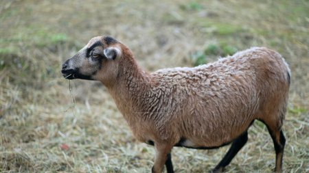 Téléchargez les photos : Petite chèvre debout à la ferme à l'extérieur en milieu agricole rural - en image libre de droit