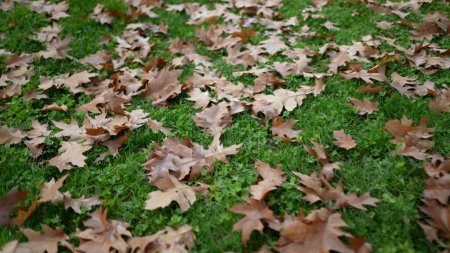 Téléchargez les photos : Beaucoup de feuilles d'orange sur l'herbe pendant le jour d'automne d'automne, changer de saisons - en image libre de droit