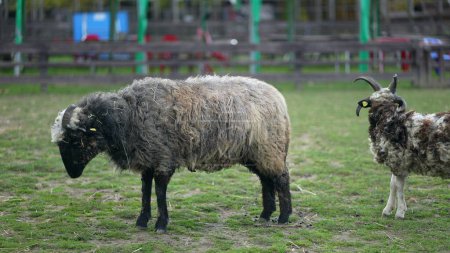 Téléchargez les photos : Deux chèvres à la ferme, terres agricoles biologiques - en image libre de droit