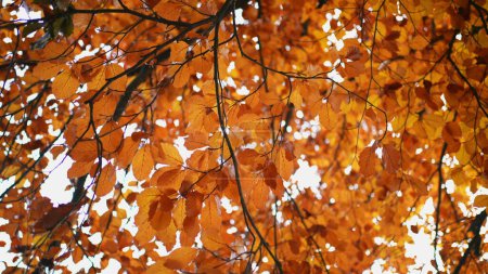 Foto de Mirando hacia arriba en el árbol de hojas de naranja durante la temporada de otoño - Imagen libre de derechos