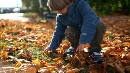 Téléchargez les photos : L'enfant ramasse les feuilles sèches d'automne du sol. un petit garçon portant une veste jouit de la saison d'automne, jeu d'enfance - en image libre de droit