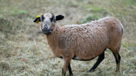 Téléchargez les photos : Petite chèvre debout à la ferme à l'extérieur en milieu agricole rural - en image libre de droit
