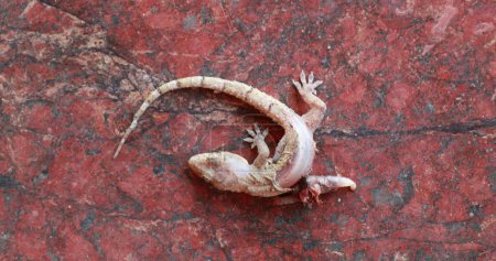 Photo for Dead small lizard on the ground - Royalty Free Image