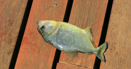 Foto de Fish out of water caught dying - Imagen libre de derechos