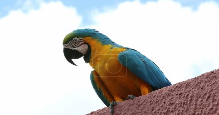Macaw tropical bird looking around
