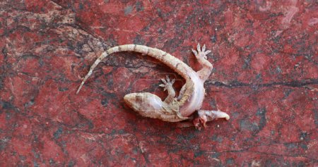 Photo for Dead lizard on the ground - Royalty Free Image