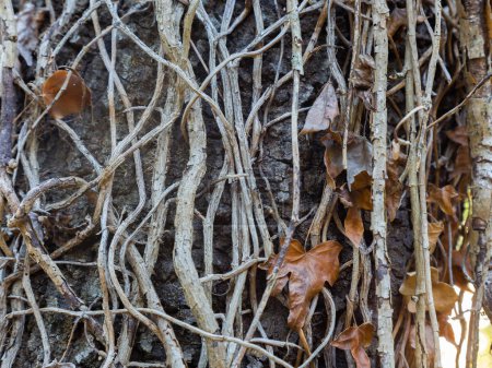 Téléchargez les photos : Racines de lierre séchées attachées à un arbre. Hedera helix - en image libre de droit