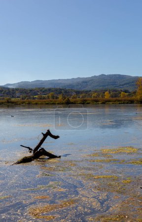 Foto per Veduta delle acque calme del lago Posta Fibreno con molte alghe affioranti. Provincia di Frosinone. Italia. - Immagine Royalty Free