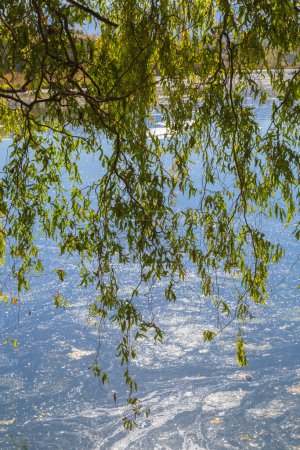 Foto per Ramo arboreo con fogliame verde in primo piano sul lago Posta Fibreno in provincia di Frosinone. - Immagine Royalty Free
