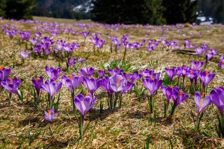 Foto de Flores de color púrpura floreciente de Crocus heuffelianus (Crocus vernus) en el valle de primavera de los Altos Tatras, Polonia, Valle de Chocholowska. Primer plano - Imagen libre de derechos