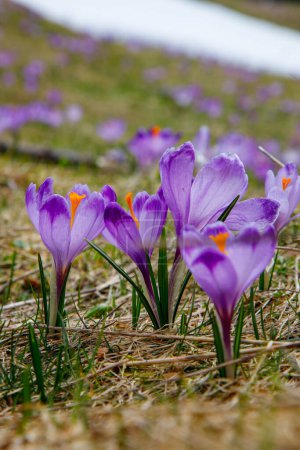 Photo for Colorful blooming purple flowers of Crocus heuffelianus (Crocus vernus) in the spring valley of the High Tatras, Poland, Chocholowska Valley. Close-up - Royalty Free Image