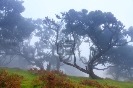 Photo for Magic mystic foggy view of curved trees forest landscape in Posto Florestal Fanal forest with Laurisilva of Madeira. Beauty in nature concept image. - Royalty Free Image