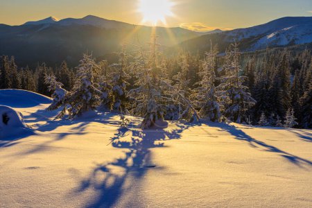 Foto de Hermoso amanecer, donde el sol ilumina los picos nevados de las montañas y los abetos, los Cárpatos, los Alpes, Suiza, alto en las montañas dunas de nieve - Imagen libre de derechos