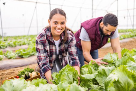 Photo for Couple farming agriculture, greenhouse lettuce and sustainability teamwork together with plants. Happy farmer woman with man, green harvest portrait and natural vegetable growth for nutrition health. - Royalty Free Image
