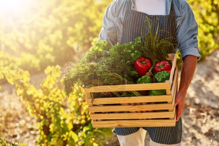 Photo for They taste as good as they look. a man holding a crate full of freshly picked produce on a farm - Royalty Free Image