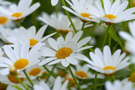 Téléchargez les photos : Daisy - Marguerite. Garden photos - the beautiful Daisy - Marguerite. Decoration - en image libre de droit