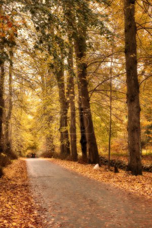 Les couleurs de l'automne - Forêts de Marselisborg. Marselisborg Forests ou simplement Marselisborg Forest, est une forêt de 1300 hectares au sud d'Aarhus City au Danemark