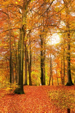 The colors of autumn - Marselisborg Forests. Marselisborg Forests or simply Marselisborg Forest, is a 1,300 hectares forest to the south of Aarhus City in Denmark