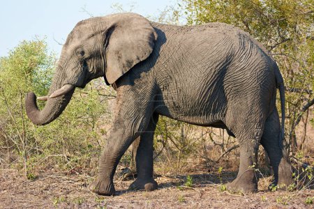 Foto de Es el chico más grande de la cuadra. Tiro de longitud completa de un elefante en la naturaleza - Imagen libre de derechos