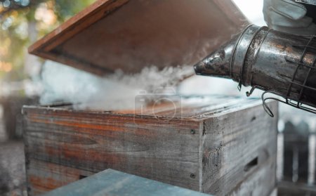 Smoke, beekeeping and agriculture with a wood box and bee smoker for production of honey, honeycomb and beeswax on farm. Apiarist worker working to calm hive or insects for maintenance and inspection.