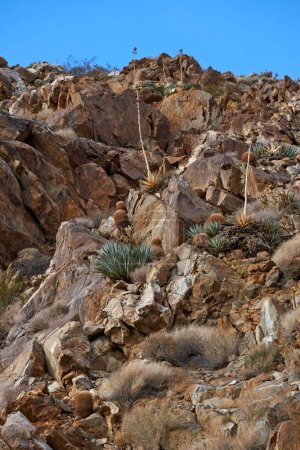 Fasskaktus vorhanden. Barrel Cactus Ferocactus cylindraceus in der Wüste Anza-Borrego in Südkalifornien, USA