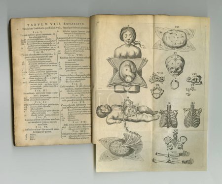 Foto de Diario médico envejecido y amarillento. Un viejo libro de anatomía con sus páginas en exhibición - Imagen libre de derechos