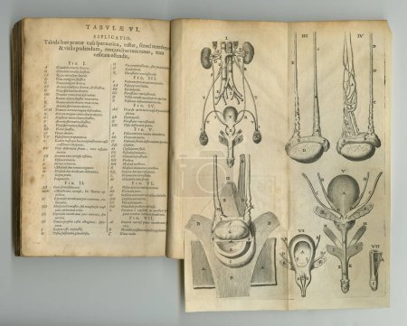 Foto de Diario envejecido. Un viejo libro de anatomía con sus páginas en exhibición - Imagen libre de derechos