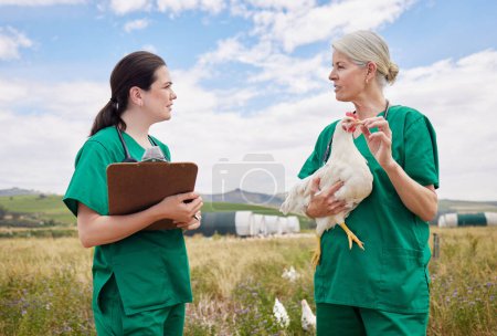 Förderung und Förderung der Vogelgesundheit und des Wohlergehens. Zwei Tierärzte diskutieren auf einem Geflügelhof
