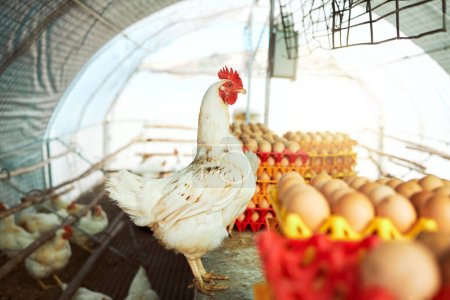 Farm, chicken and eggs for sustainability, farming and production, organic and livestock trading. Agriculture, sustainable farming and hen house with bird, eggs and poultry, meat and protein industry.