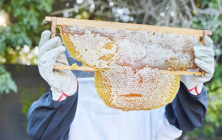 Téléchargez les photos : Apiculture, nature et mains avec cadre en miel prêt à récolter, extraire et collecter les produits naturels des abeilles. Agriculture durable, agriculture et apiculteur avec nid d'abeille biologique. - en image libre de droit