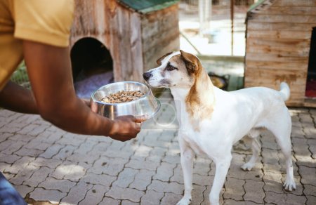 Dog, food and animal shelter with a volunteer working in a rescue center while feeding a canine for adoption. Pet, charity and care with a homeless puppy eating from a bowl in the hands of a man.