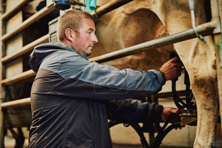 Téléchargez les photos : Superviser le processus de traite. un agriculteur mâle trayant des vaches dans une exploitation laitière - en image libre de droit