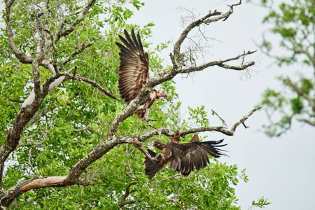 Téléchargez les photos : Des oiseaux d'une plume. Plan complet de deux vautours à capuchon atterrissant dans un arbre - en image libre de droit