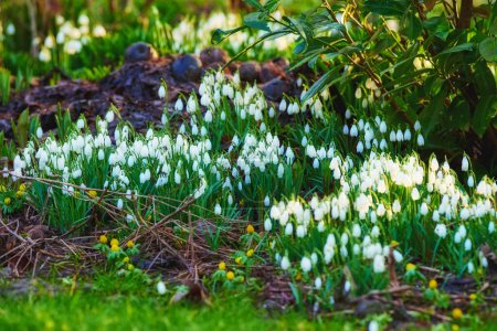 Photo for Common snowdrop - Galanthus nivalis. - Royalty Free Image