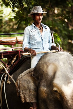 Photo for The fine balance of power. An elephant keeper riding his elephant holding a bullhook - Thailand - Royalty Free Image