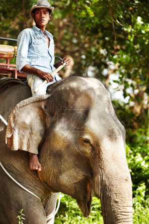 Photo for Traditional Thai elephant keeper. A Thai elephant keeper on the back of an Asian elephant - Thailand - Royalty Free Image