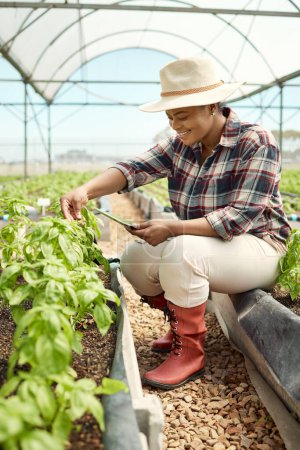 Photo for Happy african american female farm worker working in an agricultural greenhouse. Smiling black woman using a app on digital tablet while tracking on the growth of her crops. - Royalty Free Image