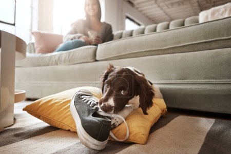 Foto de Pet, animal and dog with shoes in living room for playful, happiness and relaxing with owner at home. Training, domestic pets and woman on sofa with cute, adorable and furry puppy bite sneaker. - Imagen libre de derechos